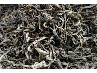 布朗山三百多古树-散体的茶2023年(生茶) – Древние деревья Булан Шань (>300 лет)